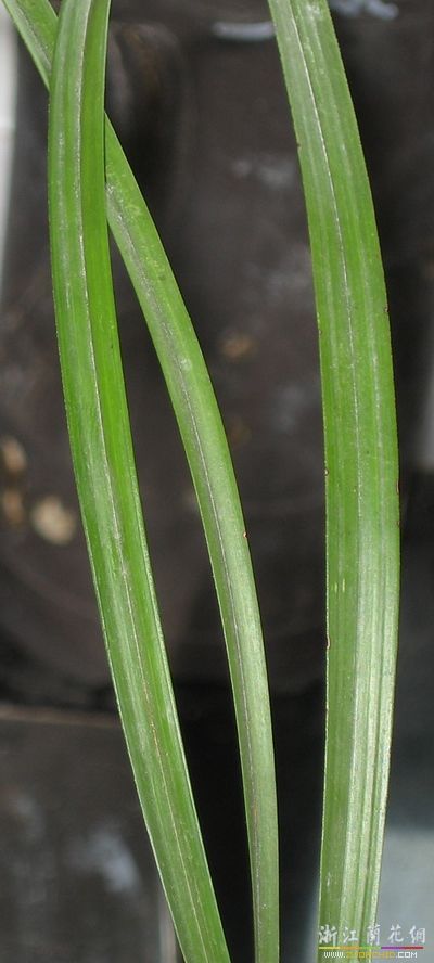 primula denticulata smith
