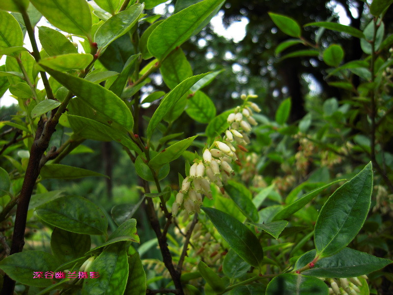 pan)是杜鹃花科越橘属的常绿乔木. /p>