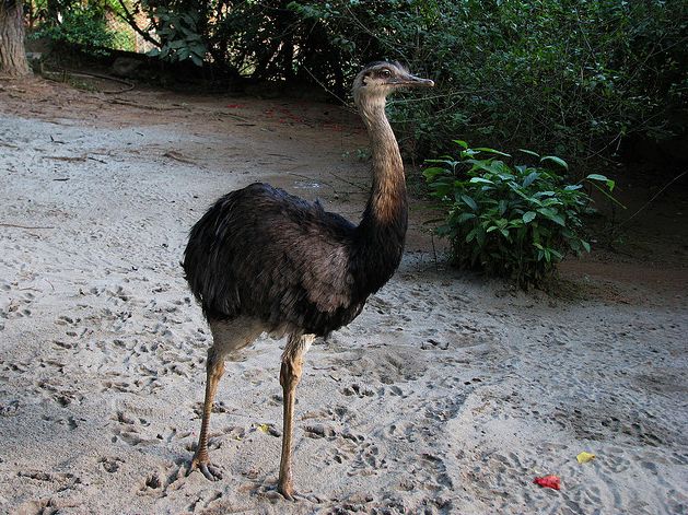  p>大美洲鸵(学名: i>rhea americana /i>)是美洲鸵鸟目美洲鸵鸟科的