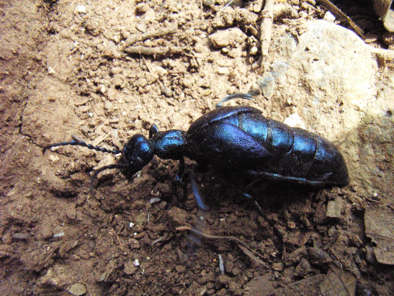 雄虫触角中部不膨大, a target="_blank" href="/item/鞘翅/6468481"