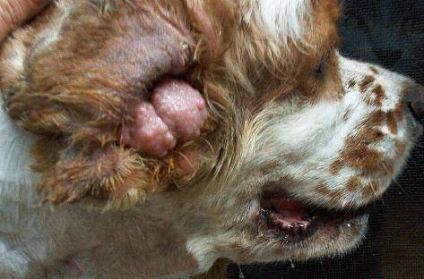  p>犬外耳道上皮的急性或慢性炎症,有时伴发耳廓疾病或中耳炎.