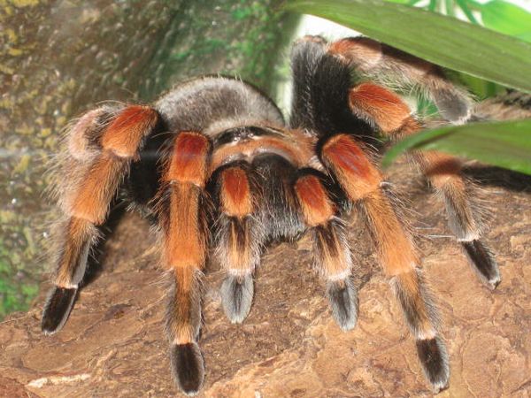 墨西哥巨人红膝头