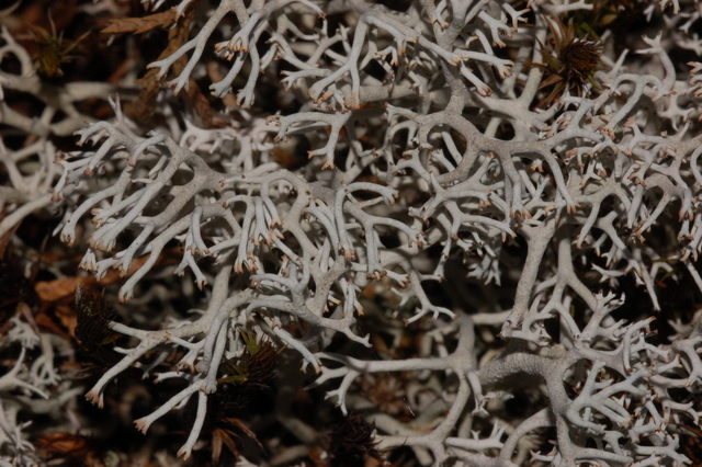 rangiferina),也叫驯鹿地衣,是一种浅色灌木状的 a href="#">石蕊科 