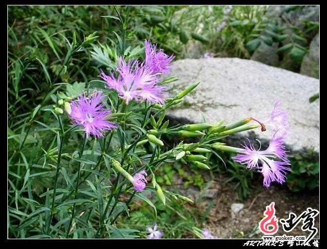  p>石竹青,崂山石竹子,药材名瞿麦,纯野生 a target="_blank" href="