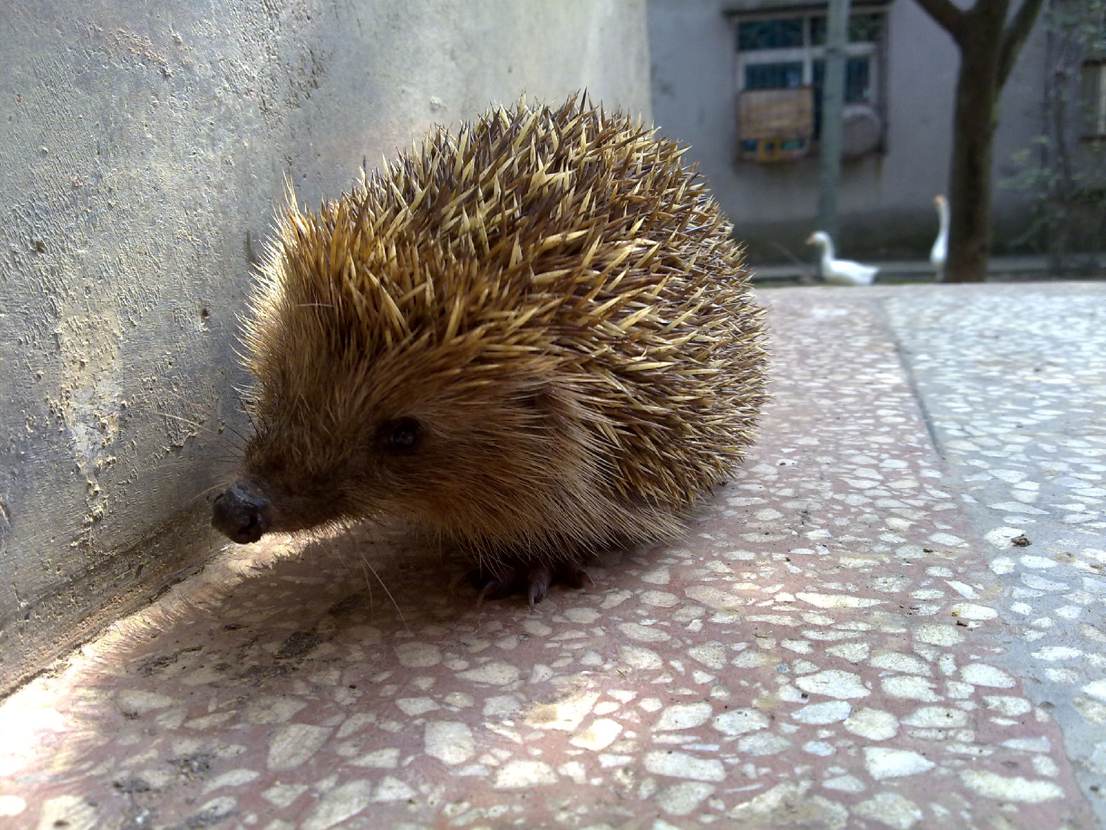  p>刺猬是属于猬亚科(erinaceinae)的一类猬形目哺乳动物的统称,共有5