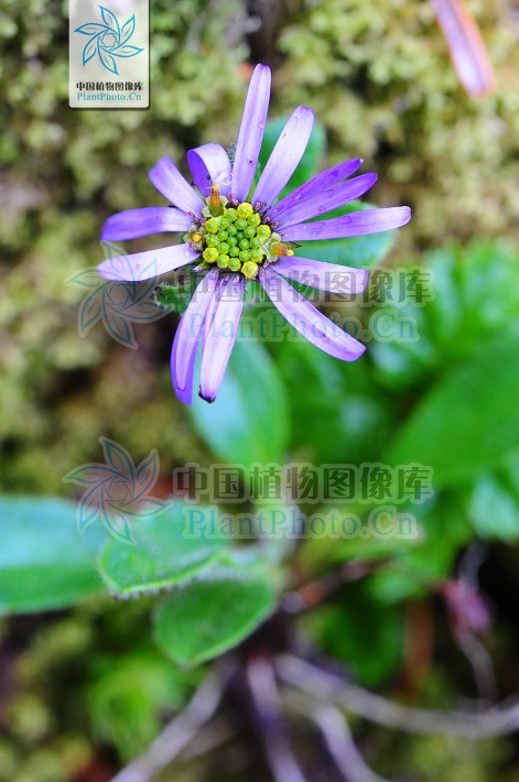 头状花序单生.舌状花的舌片蓝紫色稀白色;管状花黄色.