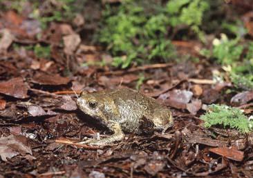  p>南洋钻地蛙,属于动物界, a target="_blank" href="/item/脊索动物