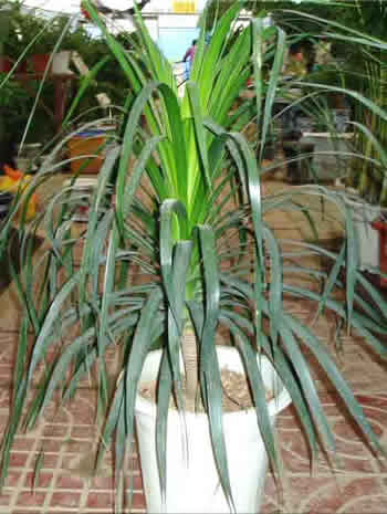  p>龙血树(学名: i>dracaena draco /i> (l.) l.