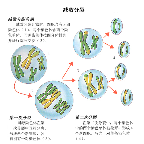  p>减数分裂(meiosis)是 a target="_blank" href="/item/有性生殖