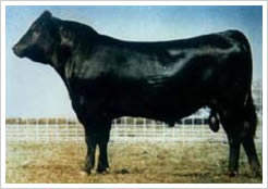  p>育肥肉牛犊是由 a target="_blank" href="/item/西门塔尔牛