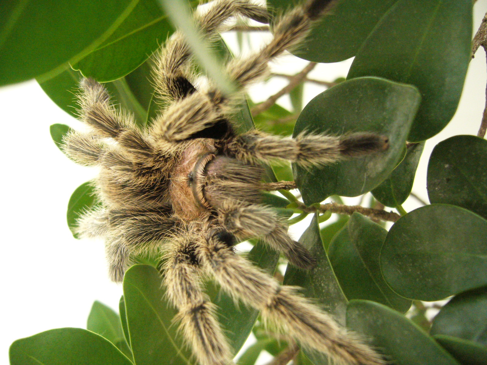  p>红玫瑰蜘蛛原产于智利的荒漠中.