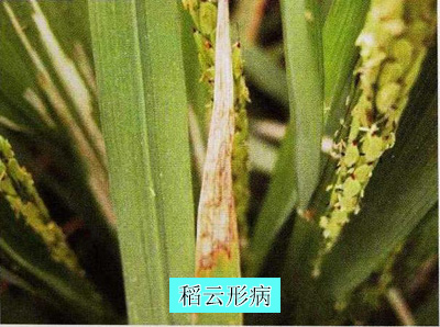 ="gnfi782dyu"> a target="_blank" href="/item/水稻云形病/6603194"