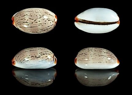  p>雨丝宝螺(学名:luria isabella isabella)是腹足纲宝螺科的 a href