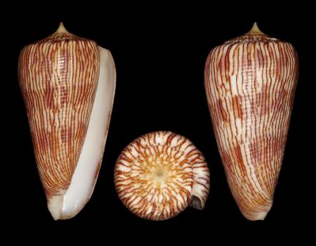  p>黑原芋螺(学名:asprella kuroharai)花纹清晰,贝壳厚实.