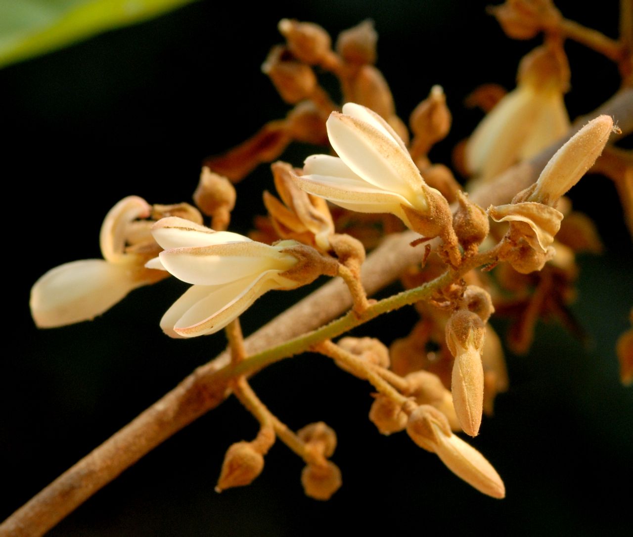  p data-id="gnws4pun22">瑞脑,又称 a targe