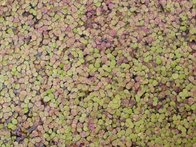 是 a href="#" data-lemmaid="5290330">浮萍科 /a> a href="#" data