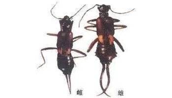 慈螋_百度百科