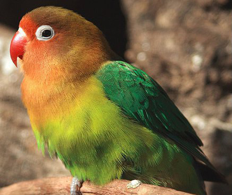  p>费氏牡丹鹦鹉(学名: i>agapornis fischeri /i>):体长一般在13-15