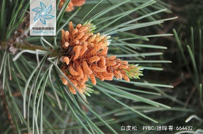 pinus bungeana zucc. ex endl.