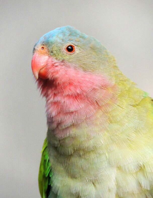  p>公主鹦鹉(学名:polytelis alexandrae )是 a href="#">鹦形目 /a> 