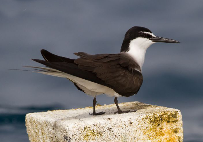 褐翅燕鸥美洲亚种