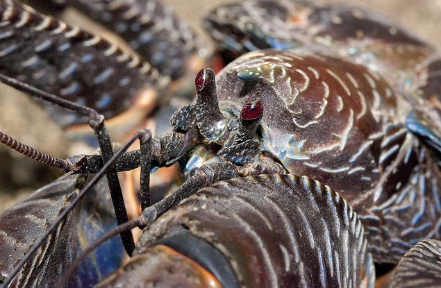 coconut crab