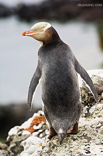 学名: i>megadyptes antipodes /i>):属鸟纲,企鹅科,黄眼企鹅属的企鹅