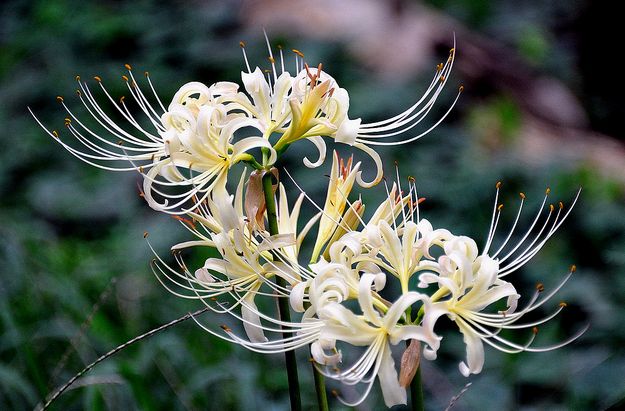 p>白花石蒜(学名: i>lycoris radiata  /i>var.