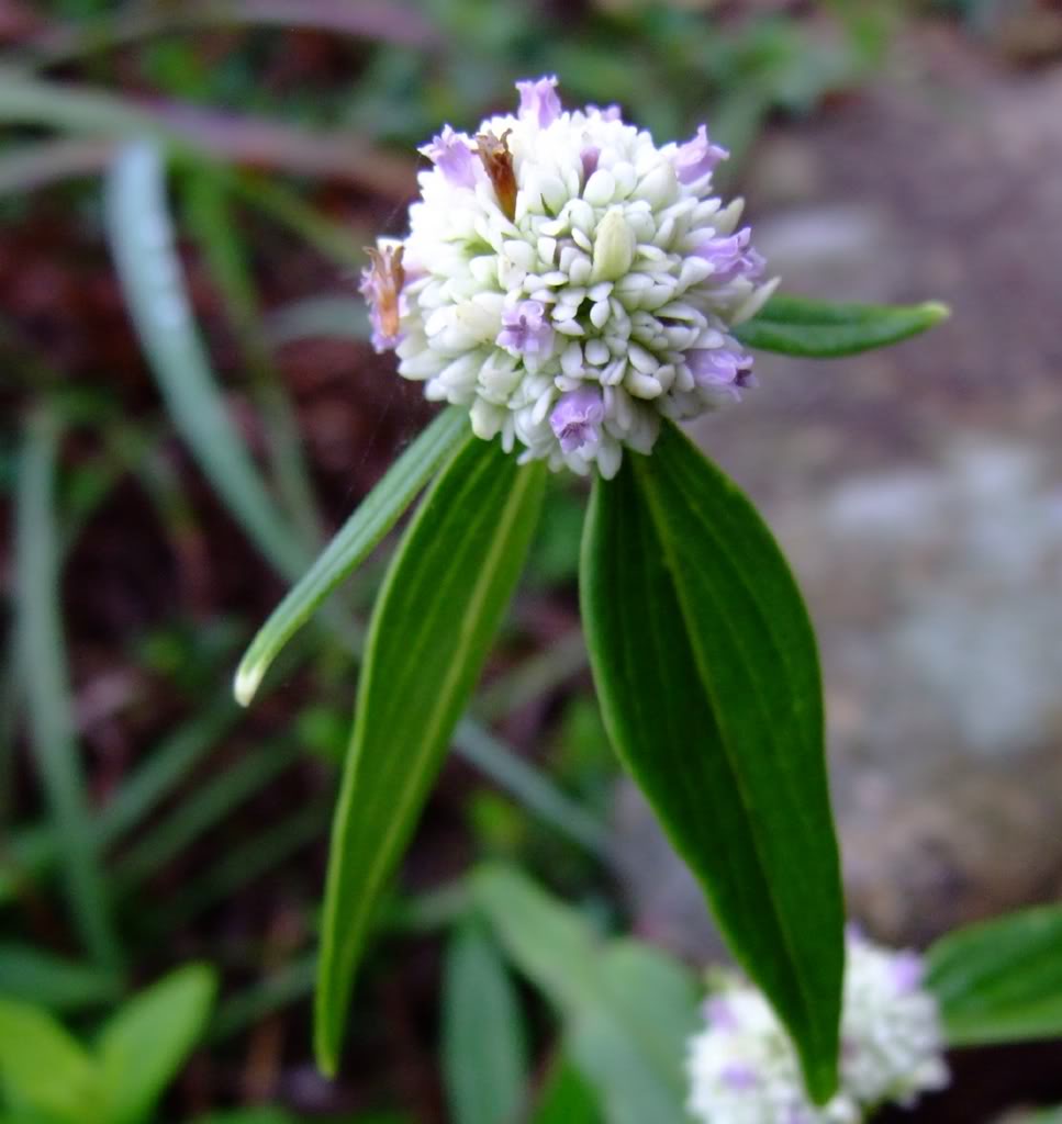 1栀子花栀子花是茜草目茜草科的植物,也是我们平时生活