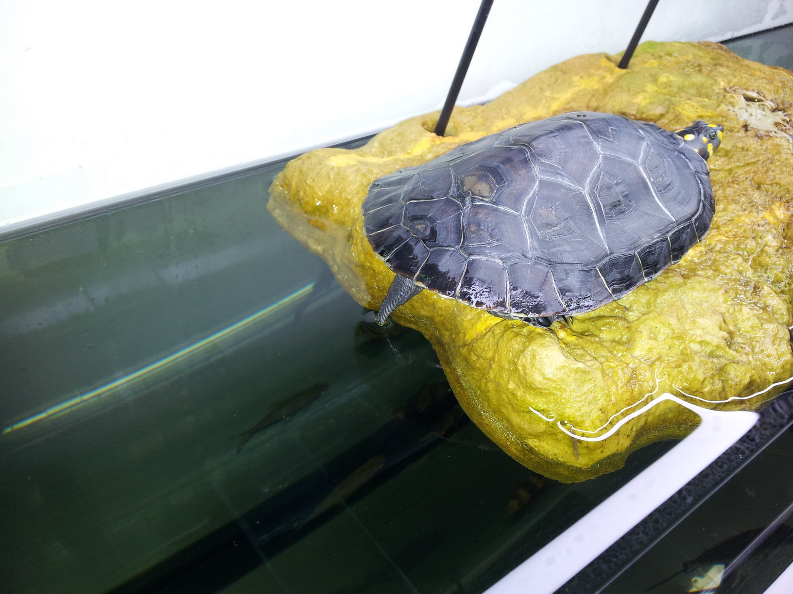  p>黄头侧颈龟(学名: i>podocnemis unifilis /i>)是侧颈龟科,南美侧