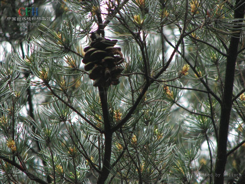  p>华南五针松(学名: i>pinus kwangtungensis /i> chun ex tsiang)是