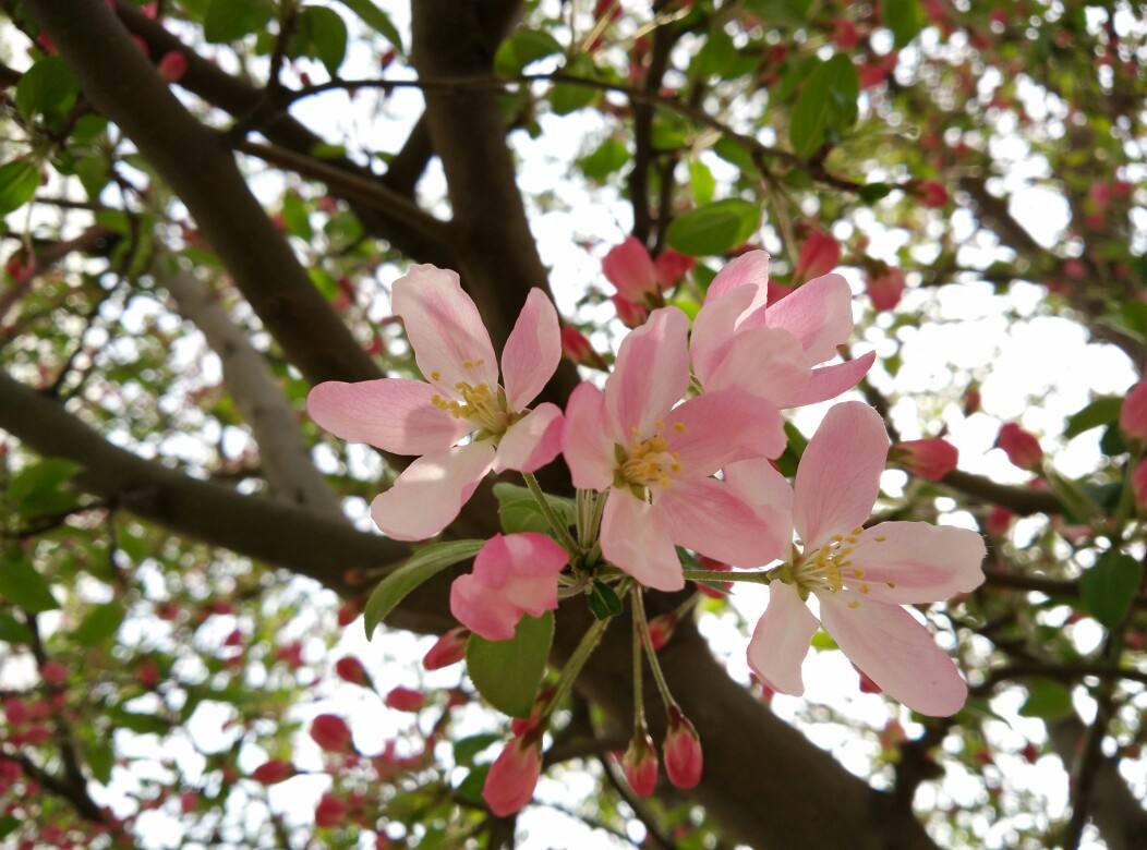  p>沧江海棠(学名: i>malus /i>  i>ombrophila /i> hand.-mazz.