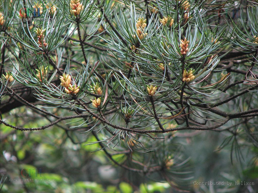  p>华南五针松(学名: i>pinus kwangtungensis /i> chun ex tsiang)是