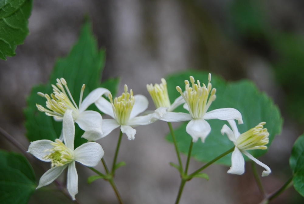 t. wang)是毛茛科,铁线莲属落叶藤本植物