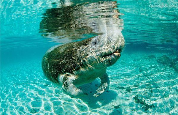  p>西印度海牛(t. manatus),也称加勒比海牛,北美海牛.