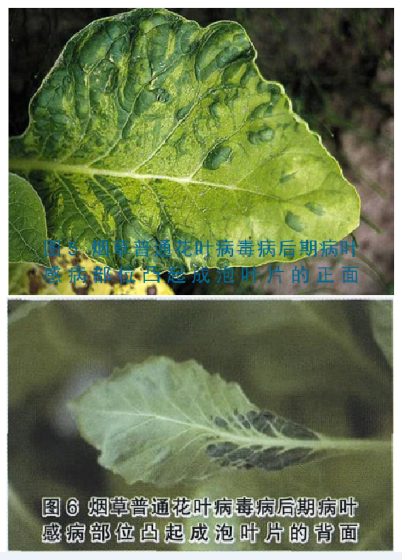  p>烟草花叶病毒 tobacco mosaic virus 缩写tmv,为rna病毒,是烟草花