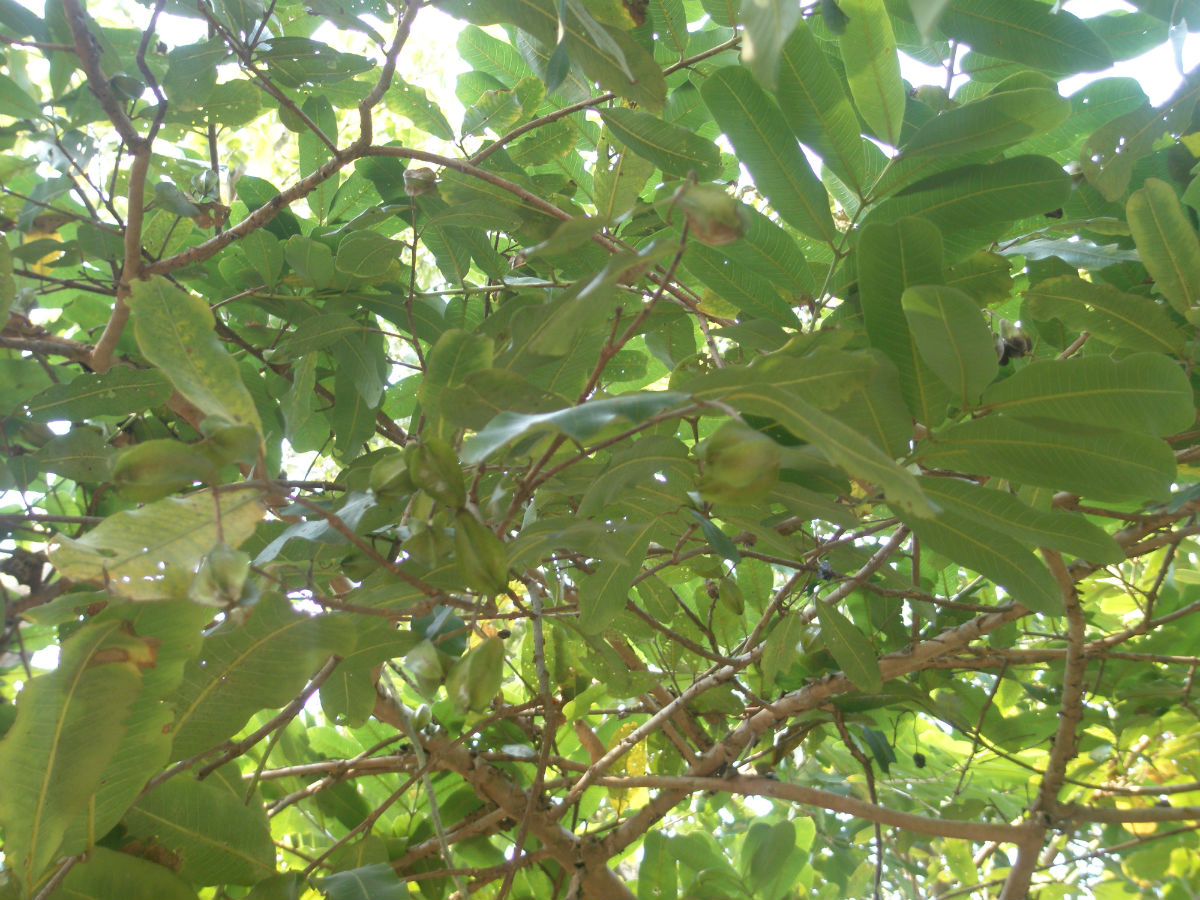  p>能在水中生长的植物,统称为水生植物.