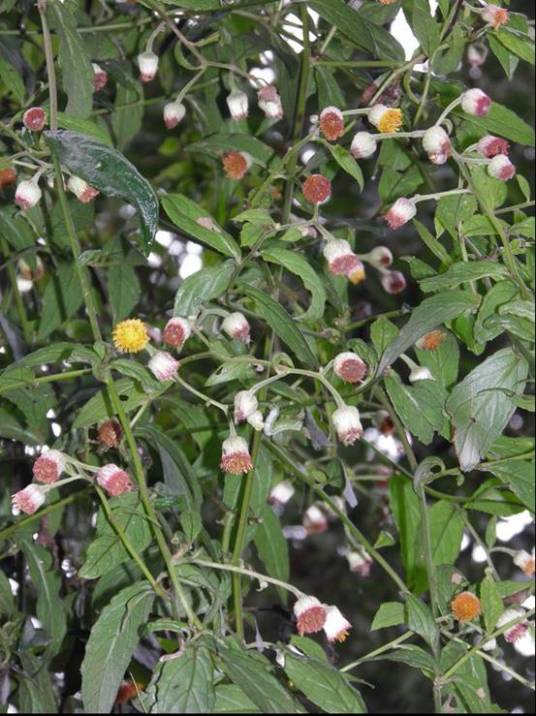 大头艾纳香 艾纳香属植物 百度百科