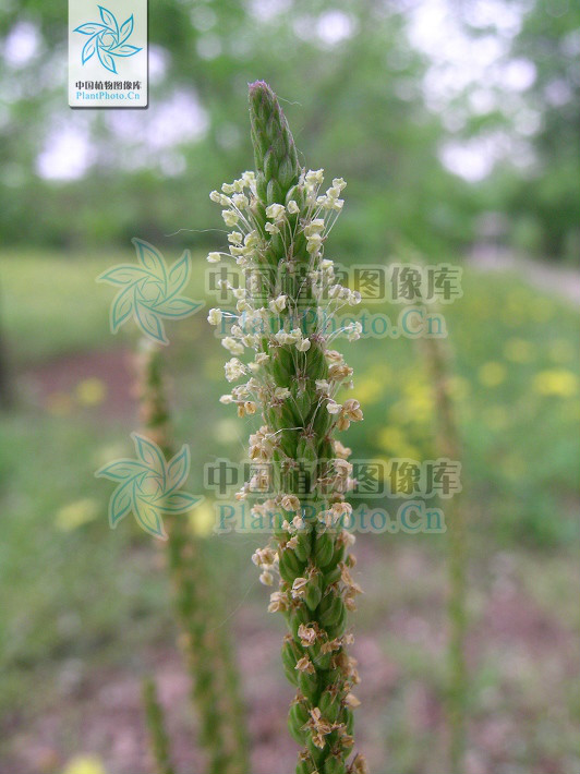  p>疏花车前,叶脉3—5条; a target="_blank" href="/item/穗状花序