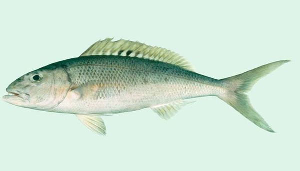  p>绿短鳍鱼 /p> p>拉丁学名: i> /i>aprion virescens /p> p>英文名