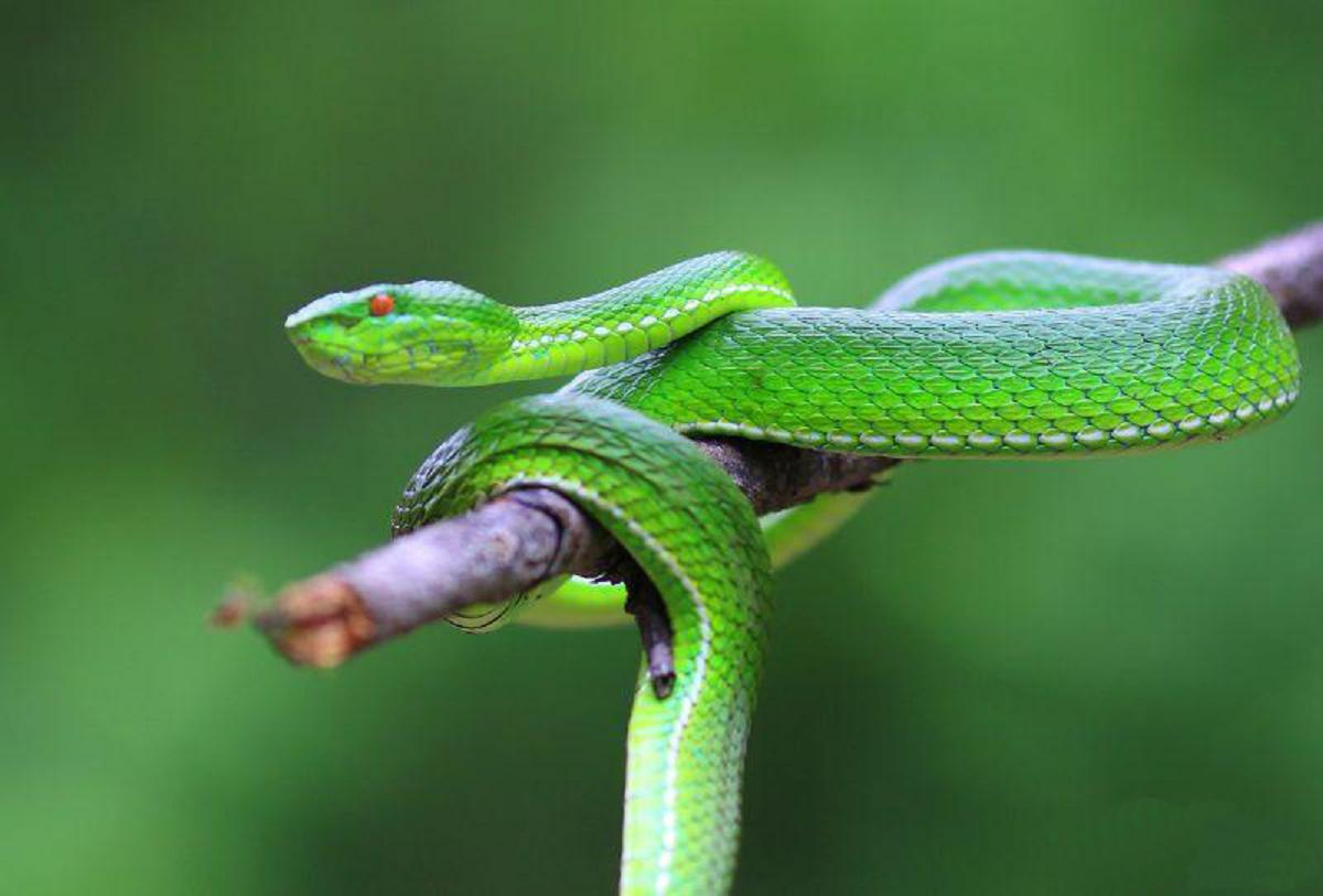  p>西藏竹叶青蛇(学名:trimeresurus tibetanus)为 a target="_blank"