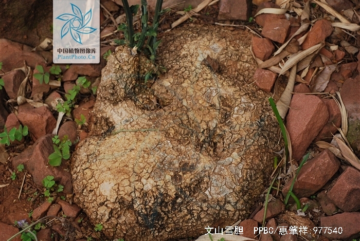  p>文山雪胆是一种多分布于云南的多年生草本植物. /p>