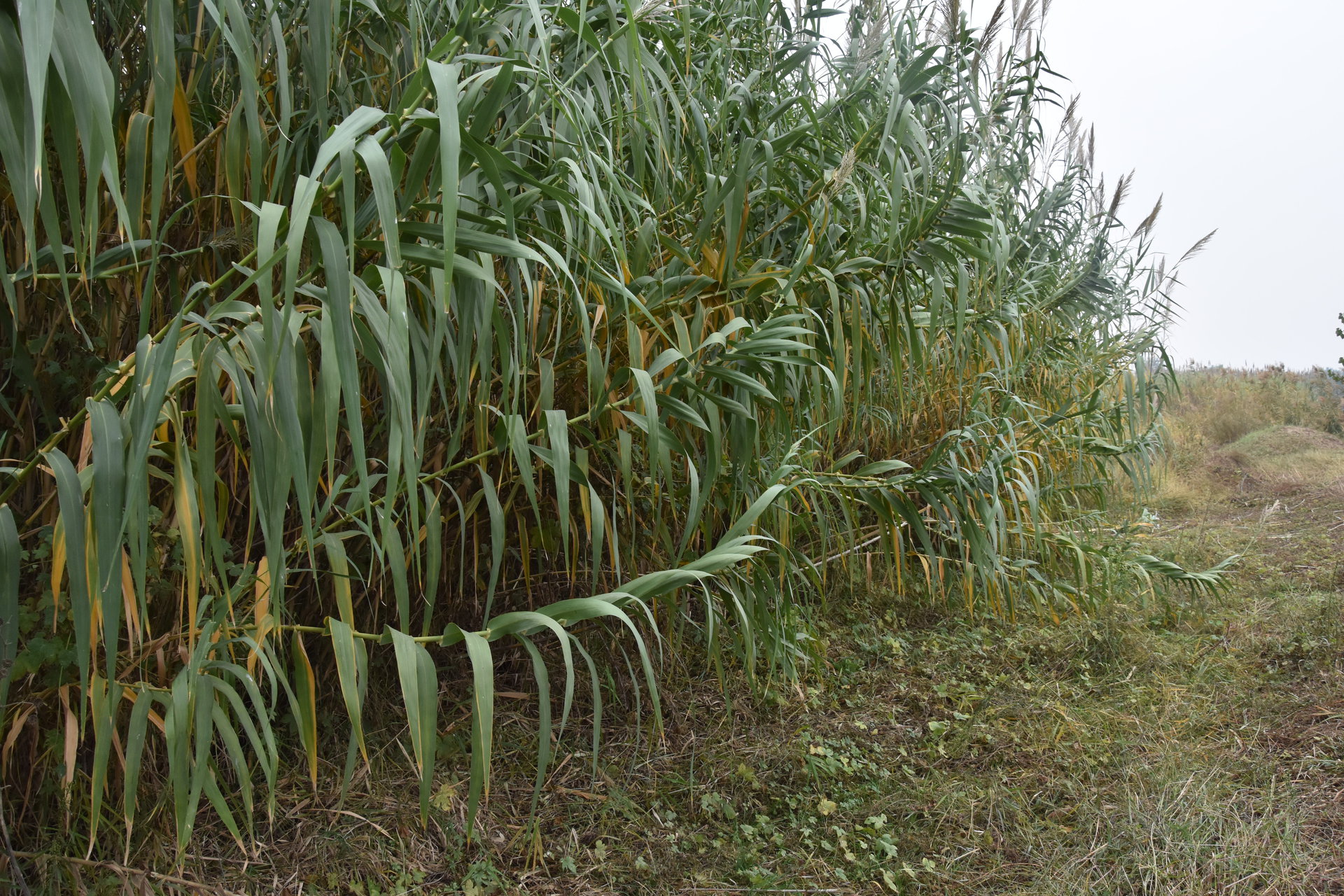  p>"绿洲一号"是菌草的一种,是非常适口的饲料,可以喂牛,羊,猪,鸡,鹅