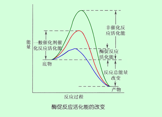 酶促反应