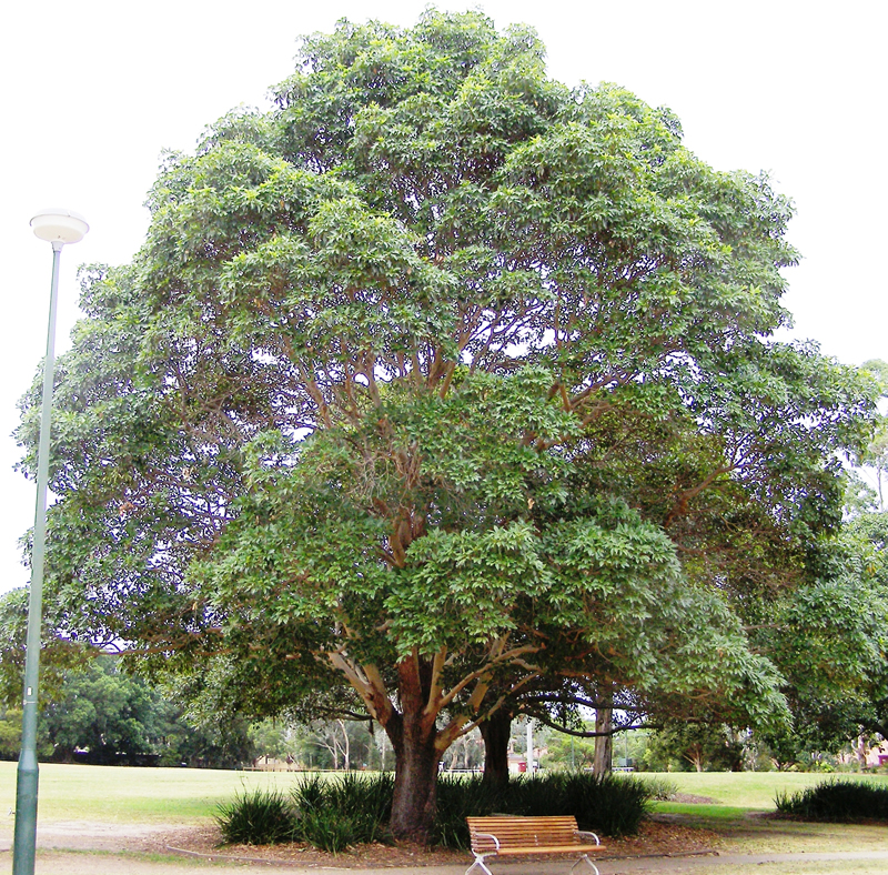 tristania conferta r. br.