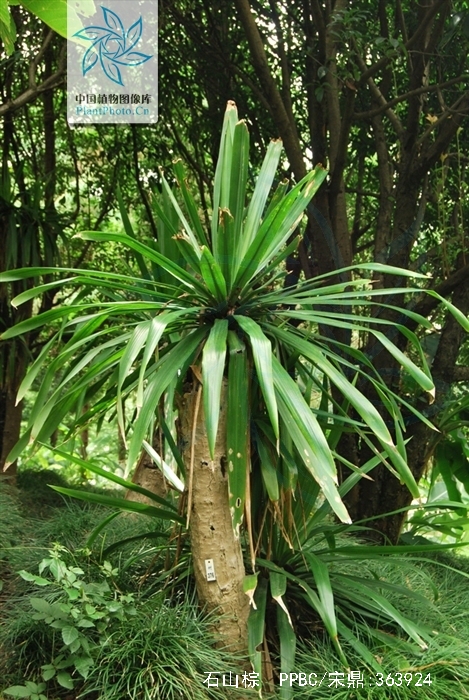  p>石山棕( i>guihaia argyrata /i> (s. k. lee et f. n. wei) s. k.