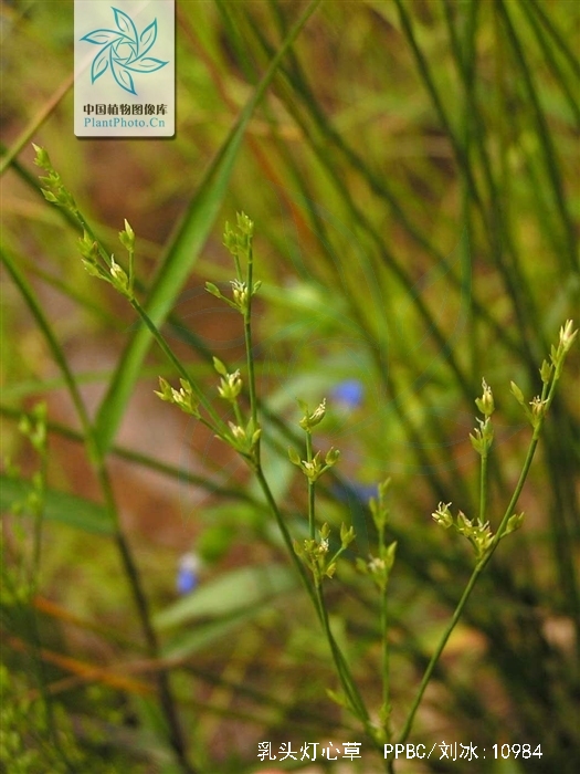  p> b>乳头灯芯草 /b>(学名: i>juncus papillosus /i>)为 a href="#"