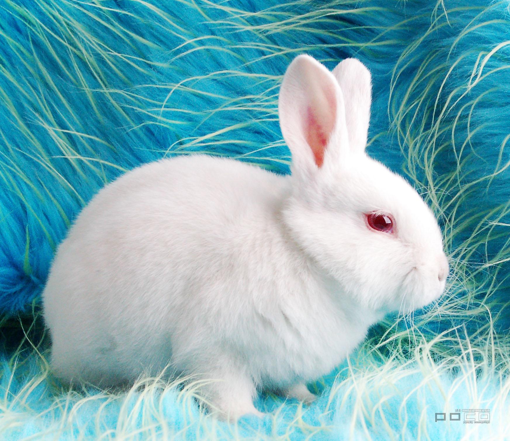 怎样有效提高种兔的繁殖力