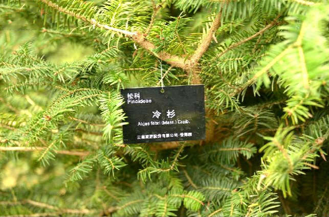  p>冷杉(学名: i>abies fabri /i> (mast.