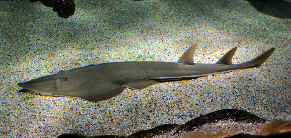  p>许氏犁头鳐(学名: i>rhinobatos schlegeli /i>)是犁头鳐科,犁头鳐